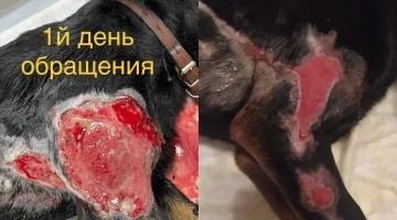 Ветеринарный центр Оптима вет изображение 12