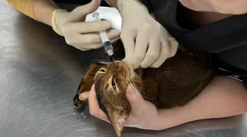 Ветеринарный центр Оптима вет изображение 3